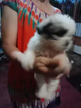 Dijual Anjing Shitzu mix Maltis  usia 2bln