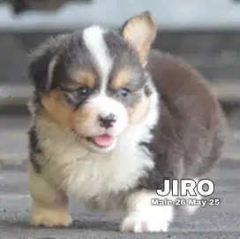 Welsh Corgi Jantan Betina Stamboom