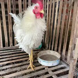Ayam kampung walik