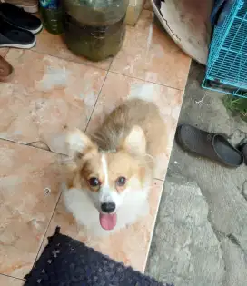 Anjing Corgie sehat full vaksin dan sertifikat