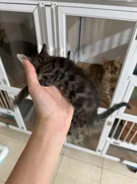 anak kucing b3n9al murmer