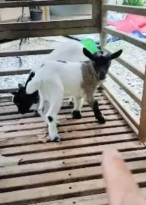sepasang anakan kambing mini peranakan pygmi 3 bulanan kerdil pendek