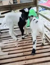 sepasang anakan kambing mini peranakan pygmi 3 bulanan kerdil pendek