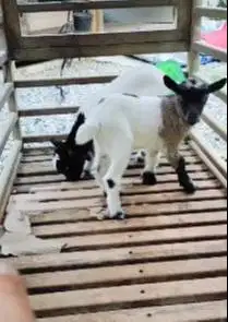 sepasang anakan kambing mini peranakan pygmi F3 TB 30cm 3 bulanan lucu