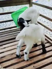 sepasang anakan kambing mini peranakan pygmi F3 TB 30cm 3 bulanan lucu
