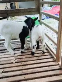 sepasang anakan kambing mini peranakan pygmi F3 TB 30cm 3 bulanan lucu