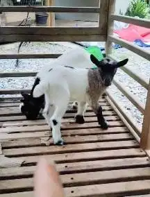 sepasang anakan kambing mini peranakan pygmi 3 bulanan TB 30cm exotik