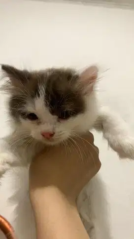 kucing persia kaki pendek