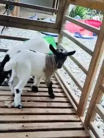sepasang anakan kambing mini pygmi 3 bulanan TB 30cm siap hobby2an top