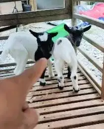 sepasang anakan kambing mini pygmi 3 bulanan TB 30cm siap hobby2an top