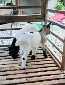 sepasang anakan kambing mini peranakan pygmi 3 bulanan TB 30cm exotik