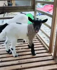 sepasang anakan kambing mini peranakan pygmi 3 bulanan TB 30cm exotik