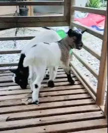 sepasang anakan kambing mini peranakan pygmi F3 3 bln TB 30cm exotik