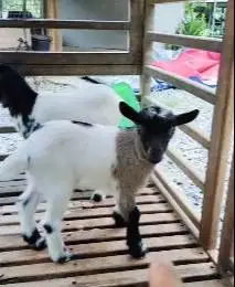 sepasang anakan kambing mini peranakan pygmi F3 3 bln TB 30cm exotik