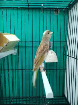 Kenari Betina Gbsf x F1sf 7bln