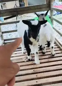 sepasang anakan kambing mini peranakan pygmi TB 30cm 3 bln exotik lucu