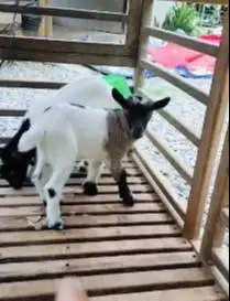 sepasang anakan kambing mini peranakan pygmi 3 bln TB 30cm exotik lucu