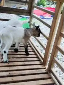 sepasang anakan kambing mini peranakan pygmi F3 3bln TB 30cm exotik ok