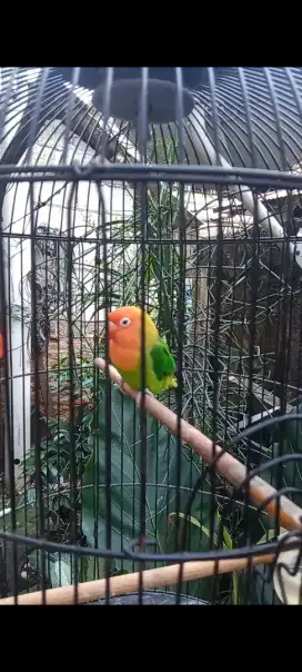 Lovebird mata air/putih