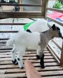 sepasang anakan kambing mini peranakan pygmi TB 30cm 3 bln exotik unik