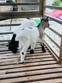 sepasang anakan kambing mini peranakan pygmi TB 30cm 3 bln exotik unik