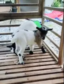 sepasang anakan kambing mini peranakan pygmi TB 30cm 3 bln exotik unik