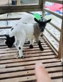 sepasang anakan kambing mini peranakan pygmi F3 3 bln TB 30cm exotik