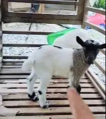 sepasang anakan kambing mini peranakan pygmi F3 3 bln TB 30cm exotik