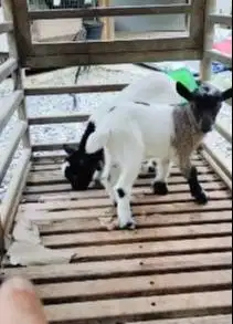 sepasang anakan kambing mini peranakan pygmi F3 3 bln exotik unik lucu