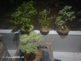 Pohon Bonsai bringin