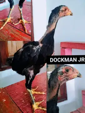 Anak ayam Bangkok clasik 100 k per ekor