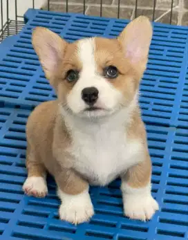 DIJUAL ANAK ANJING CORGI