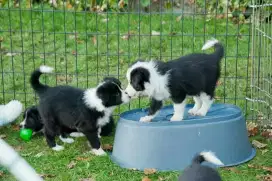 DIJUAL ANAK ANJING BORDER COLLIE