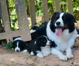DIJUAL ANAK ANJING BORDER COLLIE