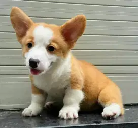 DIJUAL ANAK ANJING CORGI