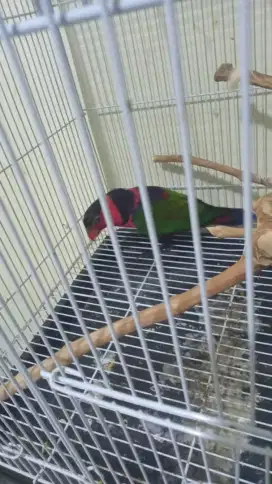 Lovebird mulus jantan bodi besar superan