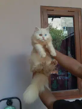 Kucing kitten persia odd eyes female