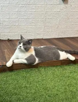 Kucing BSH Bicolor Jantan 1 tahun