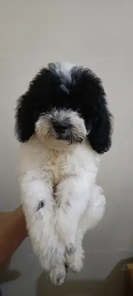 Poodle mix bichon