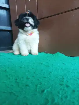 Shih tzu puppies