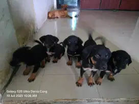 Puppies hitam betina