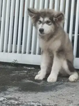 Jual alaskan malamute puppies