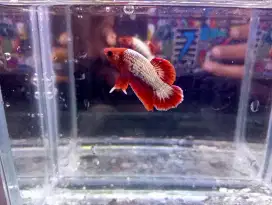 Ikan cupang  fccp