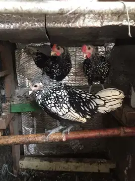 ayam batik italy borongan /pasangan /satuan ada 6 ekor