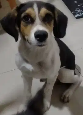 Dijual anjing mix Beagle dan golden retriever