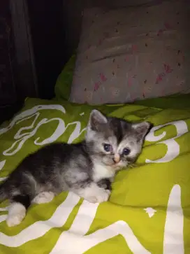 Kitten Munchkin Bsh mix Scottish Fold