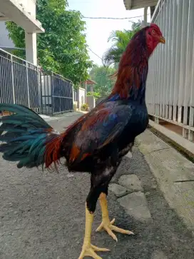 Ayam Bangkok Muda