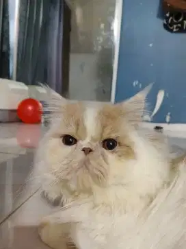 Dijual sepasang kucing jantan & betina peaknose