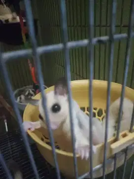 Jual sugar glider cantik
