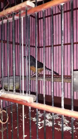 Muray pastol dari trotolan jantan